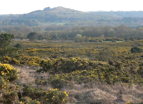 Heathland