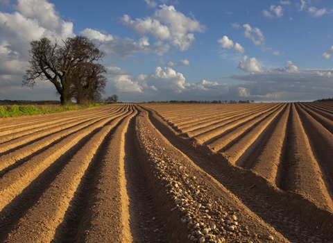 Soil