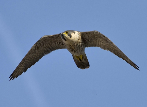 Peregrine falcon in flight