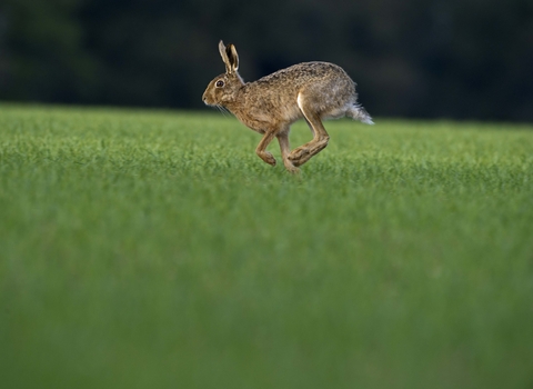 Running brown hare