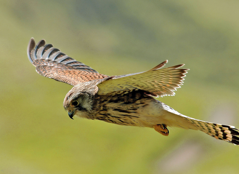 A kestrel hovering above a grassland. It's a fairly small bird of prey, with brown wings and a creamy body with dark streaks down the breast.