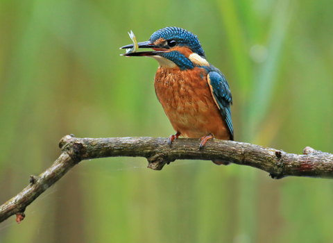 Bringing wildlife back | The Wildlife Trusts
