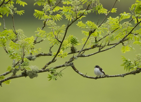 Pied flycatcher