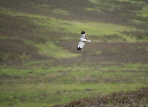 Male hen harrier