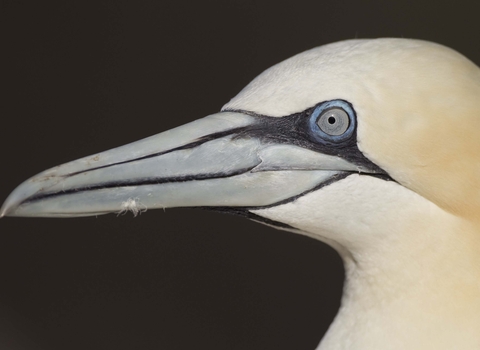 Gannet 