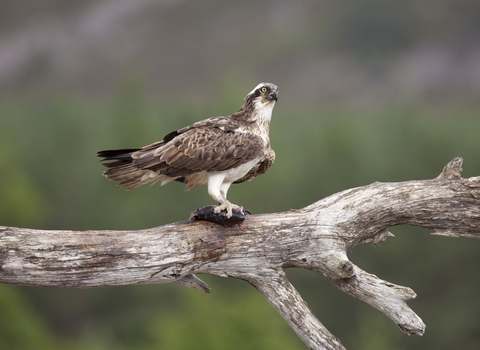 Osprey perched with fish