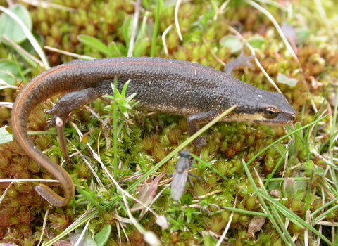 Palmate newt