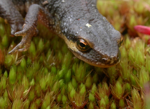 Close-up of palmate newt's head