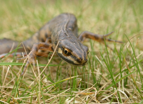 Smooth newt