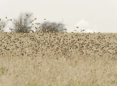 Linnet flock