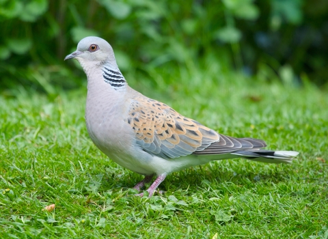 Turtle dove