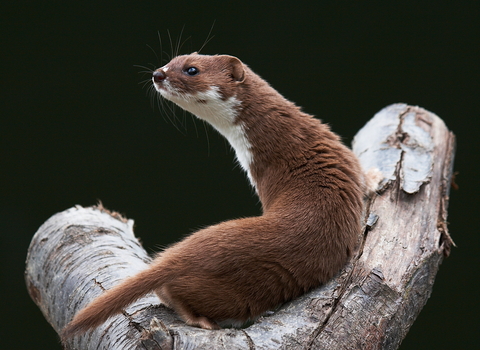 Weasel