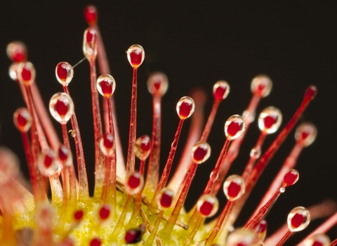 Round-leaved Sundew