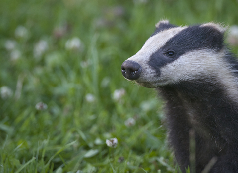 Badger - Bertie Gregory/2020VISION