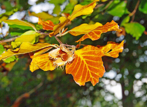 Common beech | The Wildlife Trusts