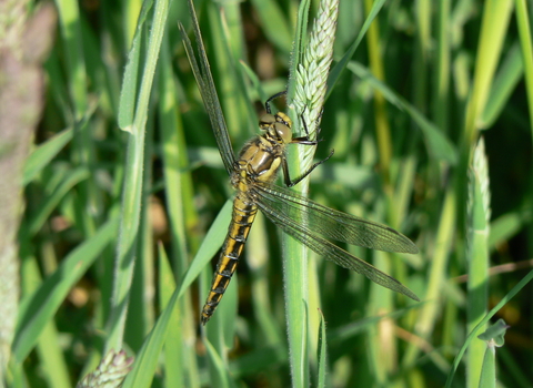 Black-tailed Skimmer female