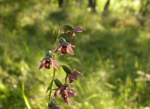 Broad-leaved Helleborine
