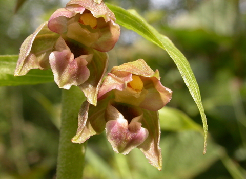 Broad-leaved Helleborine