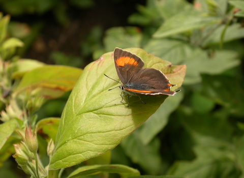 Brown Hairstreak butterfly