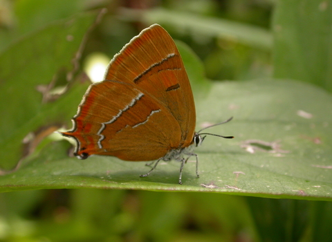 Brown hairstreak butterfly