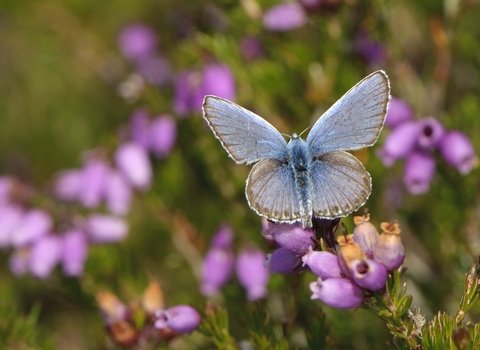 Silver-studded Blue butterfly