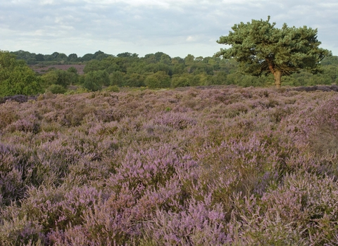 Heather (Calluna vulgaris)