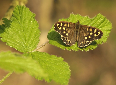Speckled Wood