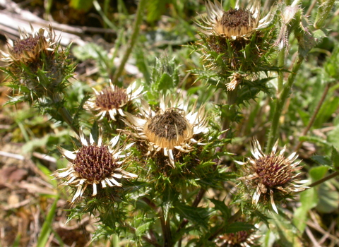 Carline Thistle
