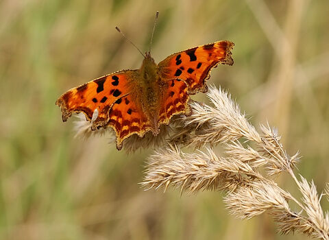 Comma | The Wildlife Trusts