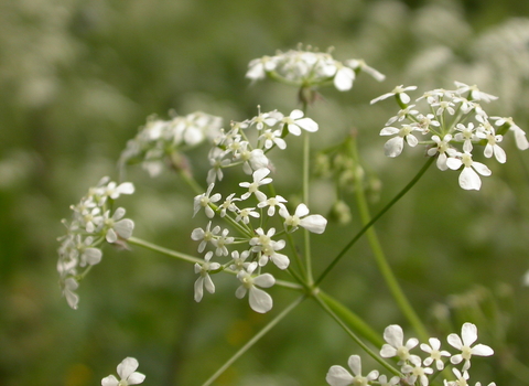 Cow Parsley