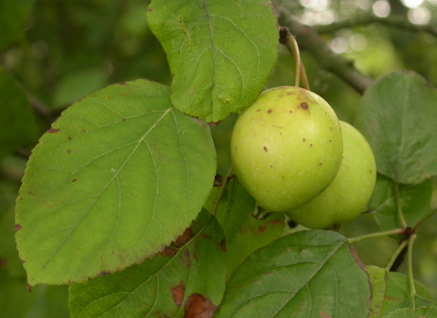 Crab Apple