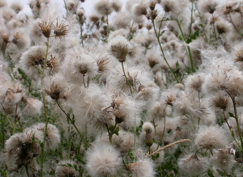 Creeping Thistle