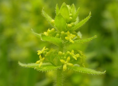 Crosswort