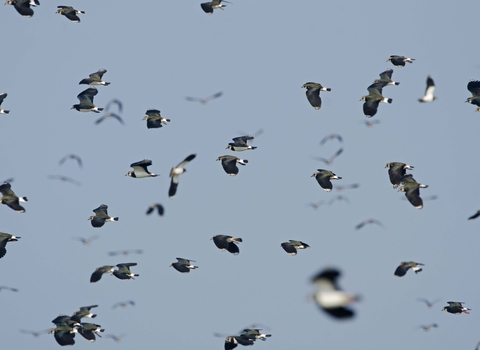 Lapwing flock