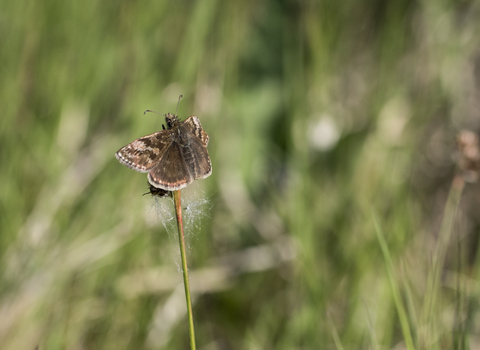 Dingy Skipper butterfly