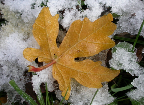 Field Maple