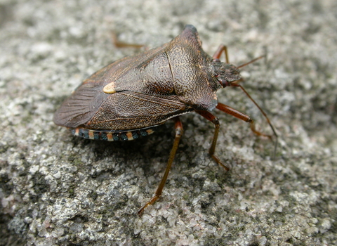 Forest Bug