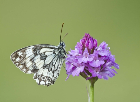 Marbled White on Pyramidal Orchid
