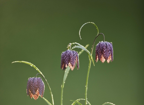 Snake's-head Fritillary