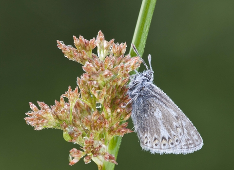 Common Blue butterfly on Soft Rush