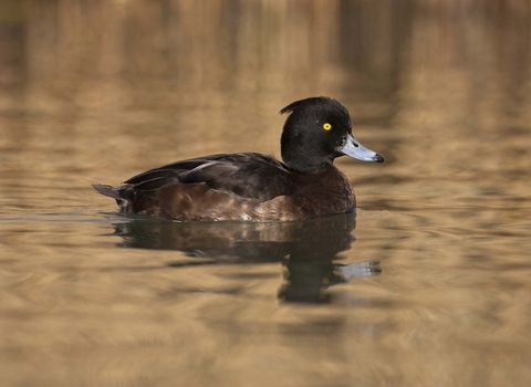 Tufted Duck