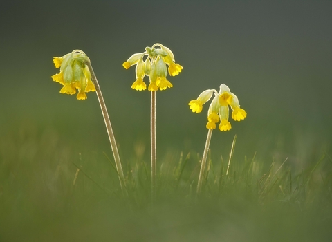 Cowslip