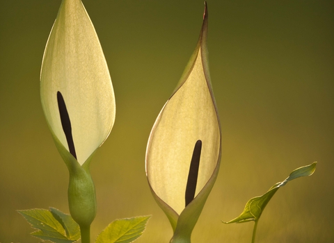 Lords-and-ladies