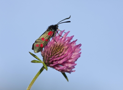 Six-spot Burnet moth on Red Clover