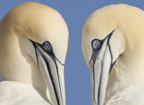 Gannets - Peter Cairns/Northshots