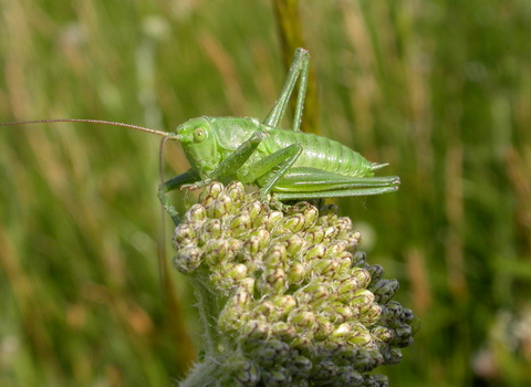 Great Green Bush-cricket