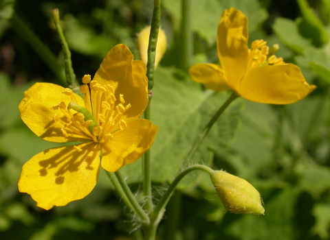 Porno ona ogli uchun tolaydi