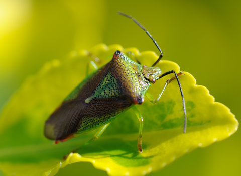 Hawthorn Shield Bug