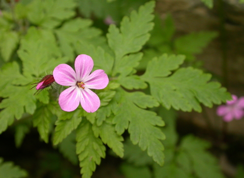 Herb-Robert