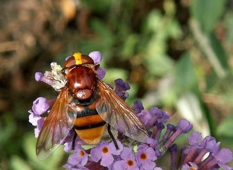 A hornet mimic hoverfly perched on small purple flowers